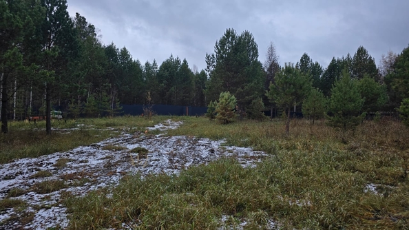 
  Продается земельный участок, 50 соток, деревня Сухая деревня
. Фото 8.