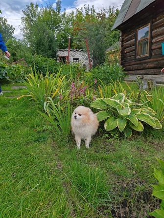 
  Сдам дом 20 м². Фото 1.