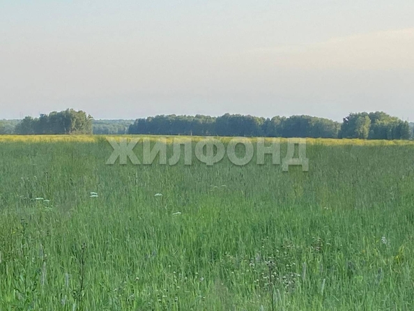 
  Продается земельный участок, 1300 соток, рабочий поселок Мошково
. Фото 6.