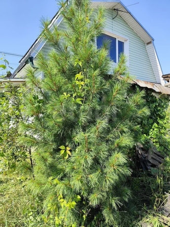 
  Продам дачу, 3.63 соток, Новосибирск

. Фото 5.