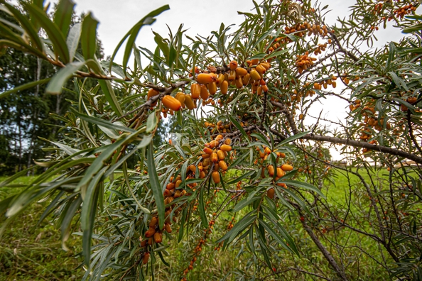
  Продается земельный участок 5.1 соток. Фото 18.