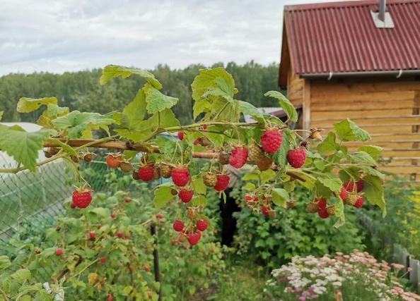 
  Продается дача 24 м². Фото 17.