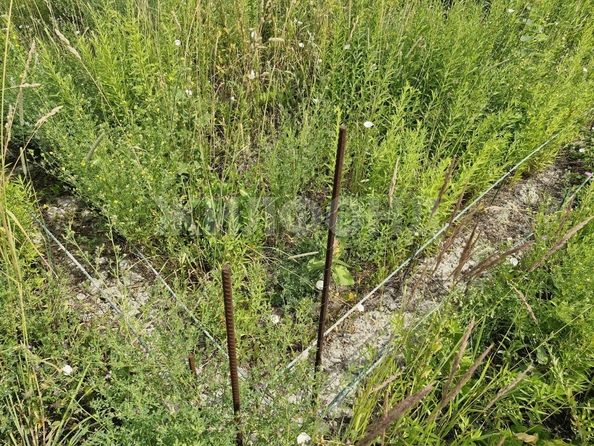 
  Продается земельный участок 10 соток. Фото 6.