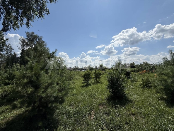 
  Продается земельный участок 31.97 сотка. Фото 7.