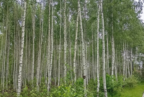 
  Продается земельный участок 12 соток. Фото 3.
