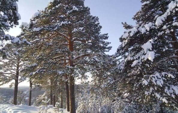
  Продается земельный участок 15 соток. Фото 1.