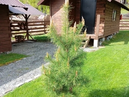 Снять  дом Ключевая ул, 15  м&sup2;, 4800 рублей