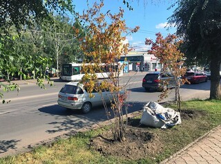 С 2020 года Красноярск начнут озеленять по новым правилам