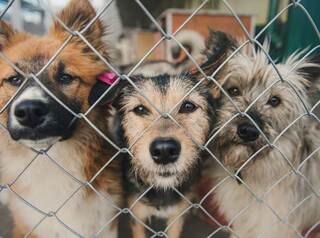 В Иркутской области появится государственный приют для бродячих собак