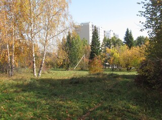 Иркутяне переживают за лес в Академгородке, где собираются строить межвузовский кампус