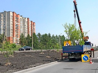 На месте снесенных тополей на улице Стасовой появились новые деревья 