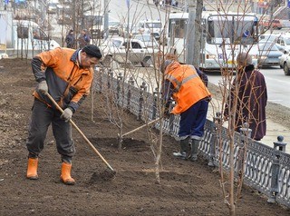 Для омских улиц в этом году приготовили 2100 новых деревьев 