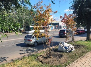 12 тысяч деревьев высадят в Красноярске до конца года