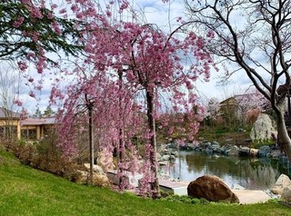 В парке «Краснодар» открыли Японский сад